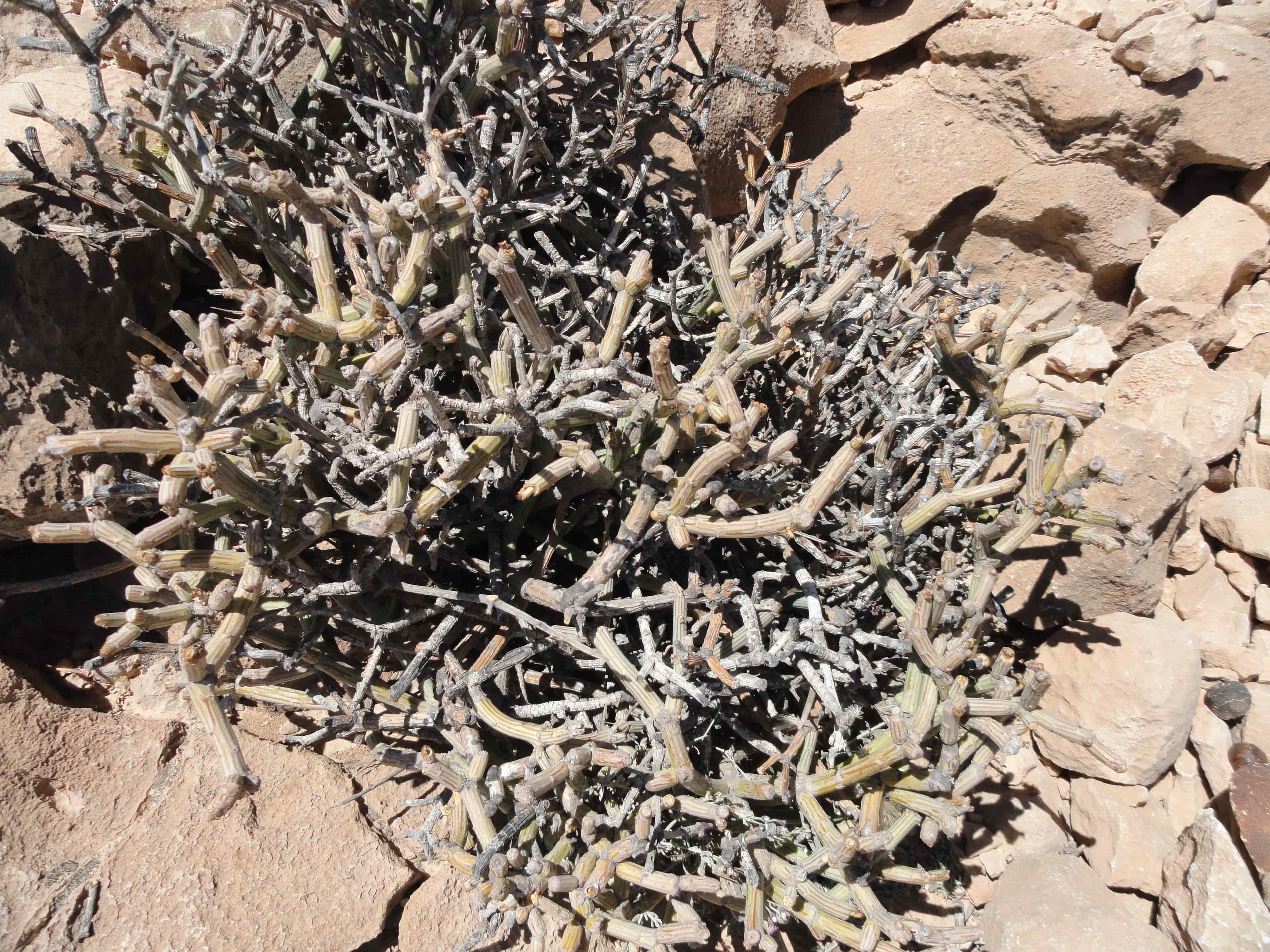 Plant Image